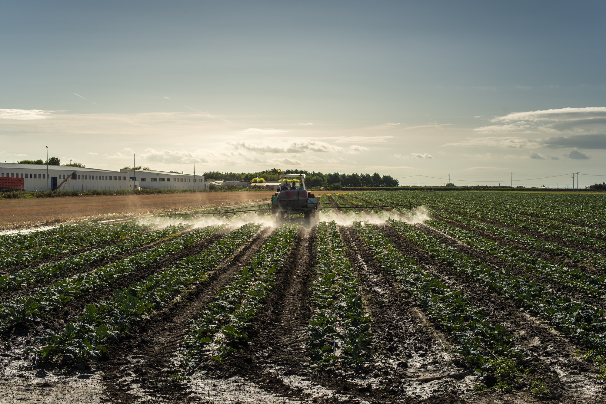 An agricultural tractor sprays plants with chemicals and pestici